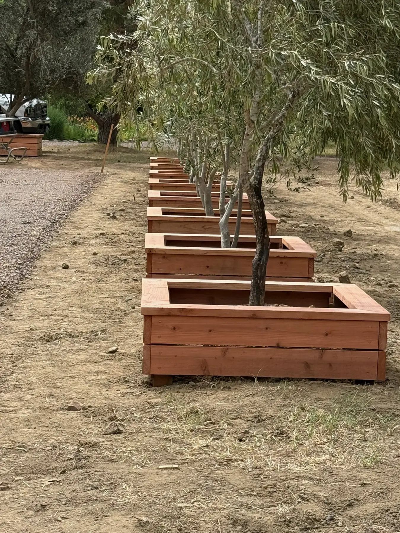 A consistent row of custom timber boxes around olive trees at Stony Bottom