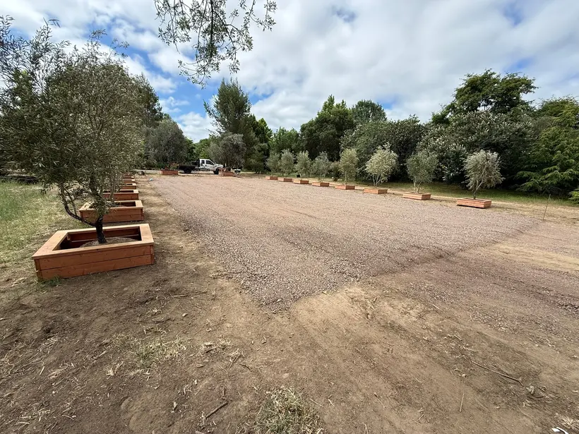Custom timber boxes arranged around the Stony Bottom olive trees